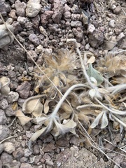 Pediomelum megalanthum