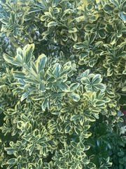 Magnoliopsida