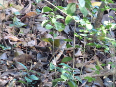 Myiothlypis leucoblephara