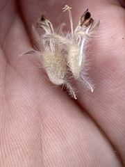 Pediomelum megalanthum