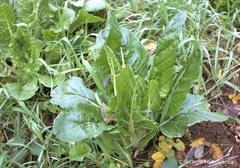 Beta vulgaris cicla