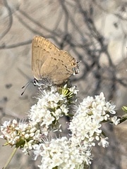 Satyrium auretorum