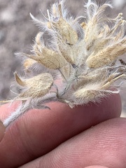 Pediomelum megalanthum