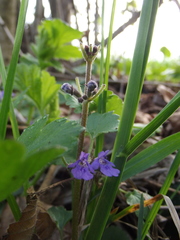Glechoma hederacea