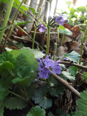 Glechoma hederacea