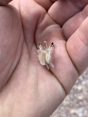 Pediomelum megalanthum