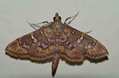 Ischnurges gratiosalis