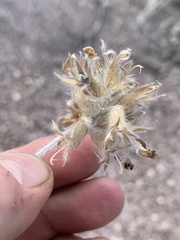 Pediomelum megalanthum