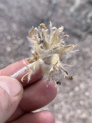 Pediomelum megalanthum