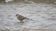 Cinclodes atacamensis