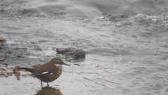 Cinclodes atacamensis