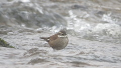 Cinclodes olrogi