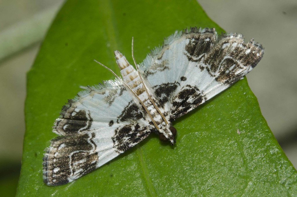 Paracymoriza semifascialis