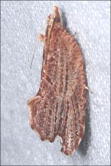 Glyphidoptera polymita