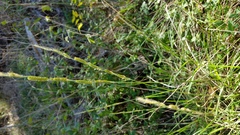 Eriochloa sericea