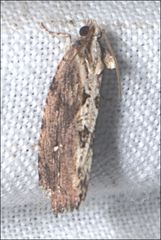 Oxysemaphora notialis