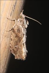 Oxysemaphora notialis