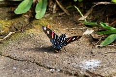 Mimoniades versicolor