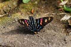 Mimoniades versicolor