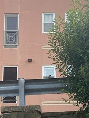 Passer domesticus