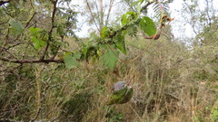 Philibertia gilliesii