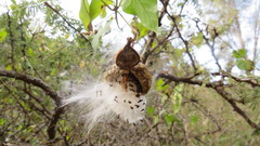 Philibertia gilliesii