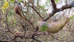 Philibertia gilliesii
