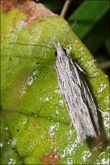 Holocola melanographa