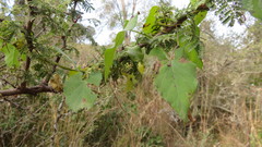 Philibertia gilliesii
