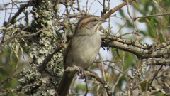 Rhynchospiza strigiceps