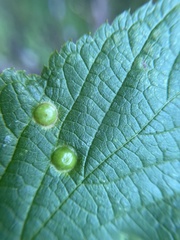 Pachypsylla celtidisumbilicus