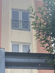 Passer domesticus