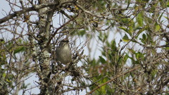 Rhynchospiza strigiceps