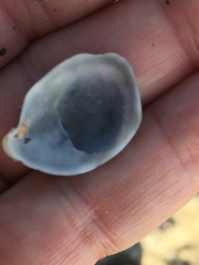 Crepidula fornicata image
