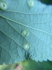 Pachypsylla celtidisumbilicus