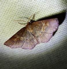 Metarranthis angularia