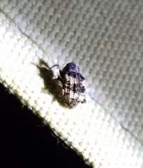 Cryptorhynchus fuscatus