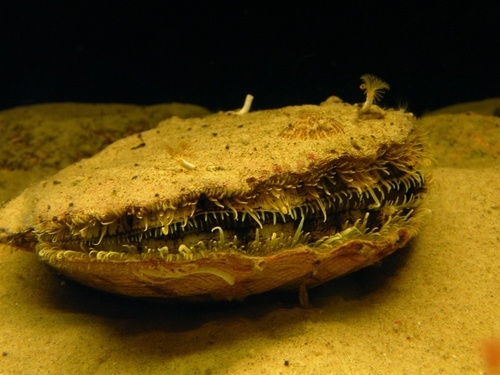 Great Scallop