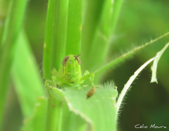 Schistocerca cancellata