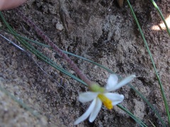 Hypoxis parvula albiflora