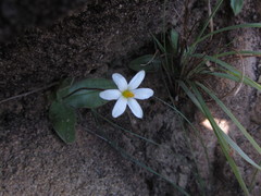 Hypoxis parvula albiflora