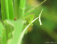 Schistocerca cancellata