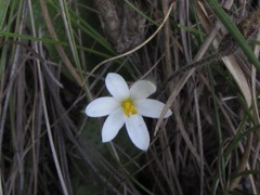 Hypoxis parvula albiflora