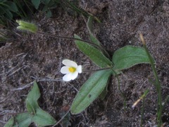 Hypoxis parvula albiflora