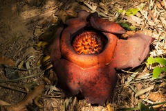 Rafflesia kerrii