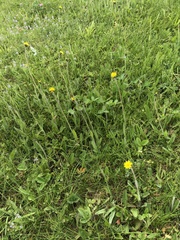 Pilosella flagellaris