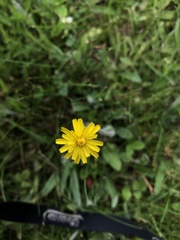 Pilosella flagellaris