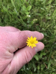 Pilosella flagellaris