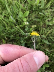 Pilosella flagellaris