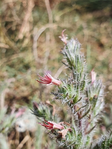 Echium asperrimum image